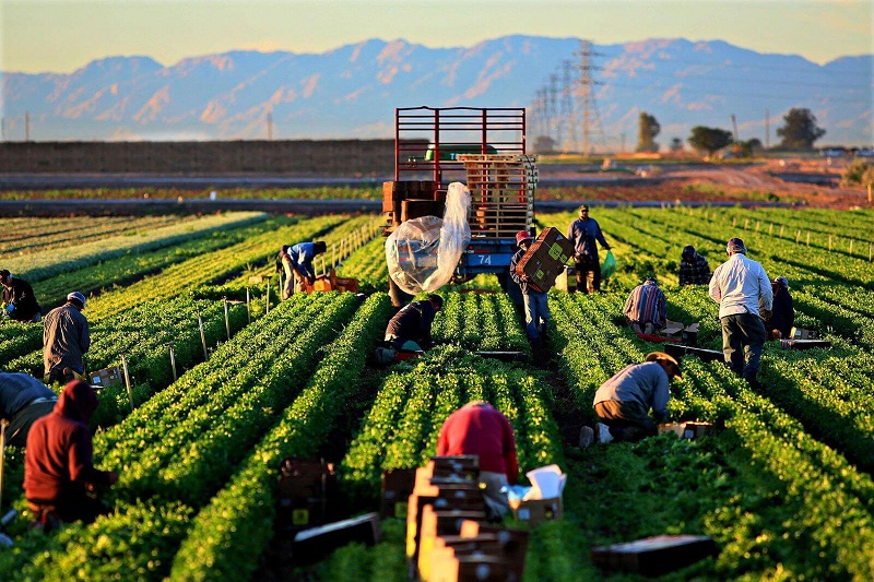 Quản trị kinh doanh nông nghiệp (Agribusiness management)