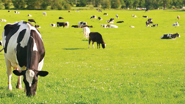 NGÀNH CÔNG NGHIỆP SỮA TẠI NEW ZEALAND - suanonalphalipid.net.vnThực phẩm  chức năng Lan Chi