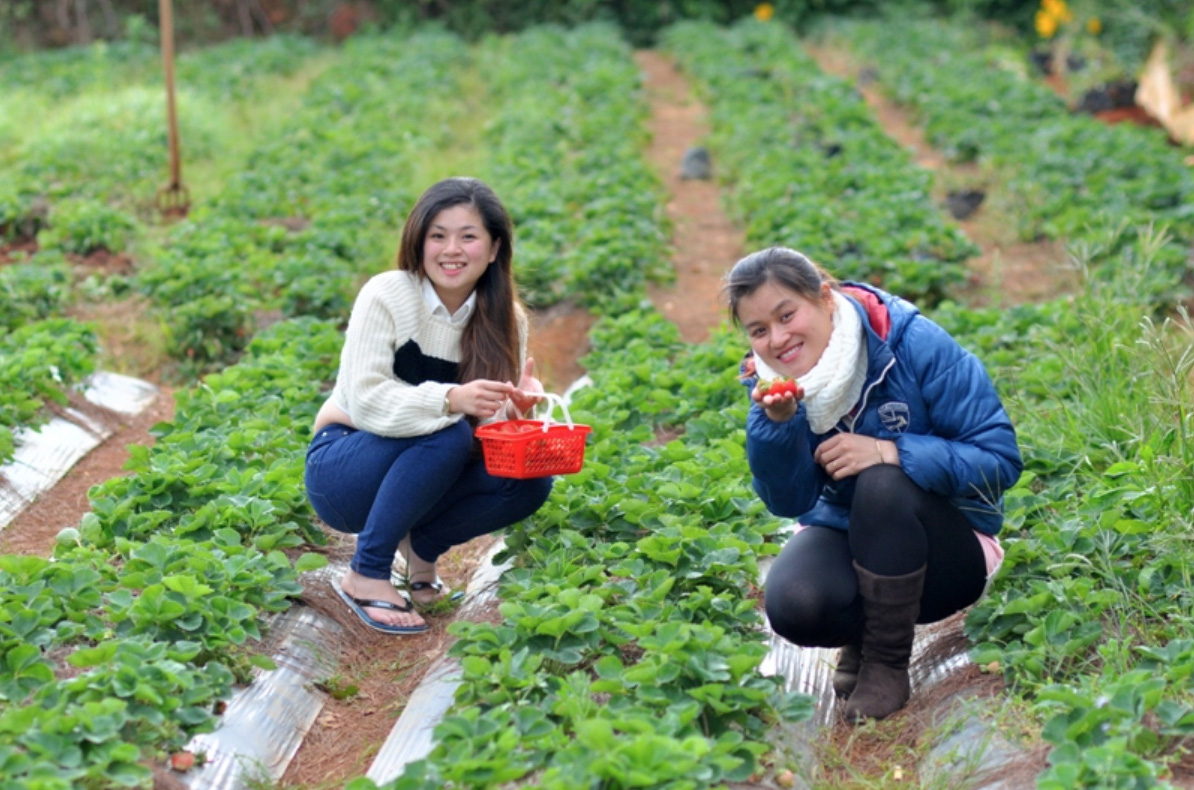 Hấp dẫn thị trường lao động New Zealand